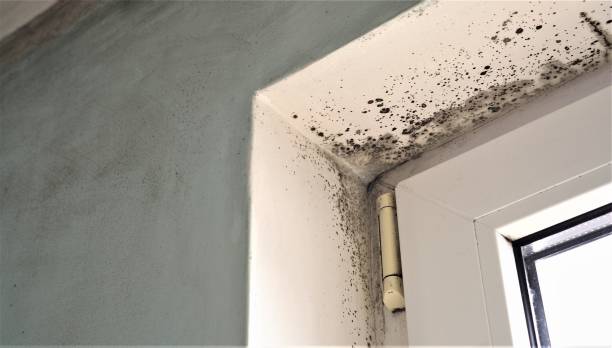 Dehumidification Services in Elgin, OR