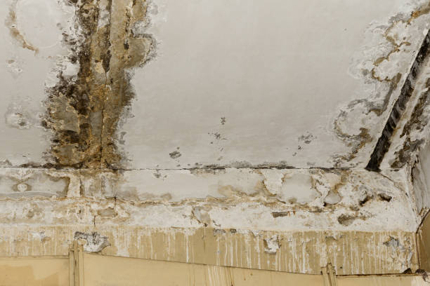 Reliable Elgin, OR Mold Removal Solutions
