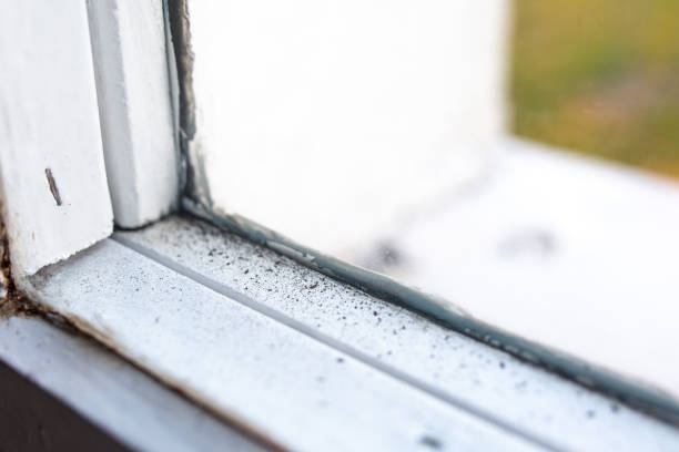 Best Basement Mold Removal  in Elgin, OR