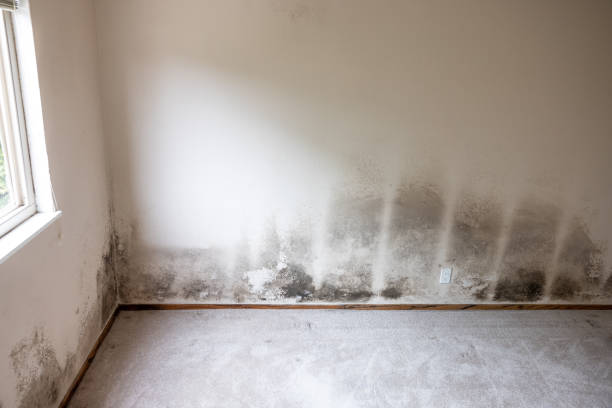 Forensic Mold Investigation in Elgin, OR