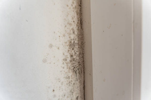 Best Industrial Mold Remediation  in Elgin, OR