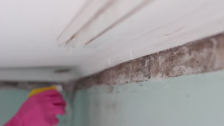 Best Mold-Related Health Consultation  in Elgin, OR