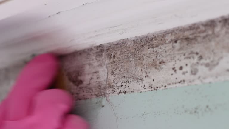Best Mold Remediation for Healthcare Facilities  in Elgin, OR
